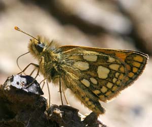 Gulplettet bredpande, Carterocephalus palaemon. Tanumshede, Bohusln. Sverige. 12 juni 2007. Fotograf: Daniel Dolfe