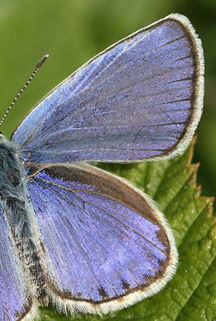 Astragel blfugl, Plebejus argyrognomon han med smal smkant og skinnende bl overside. Smland. d. 11 juli 2006. Fotograf: Daniel Dolfe