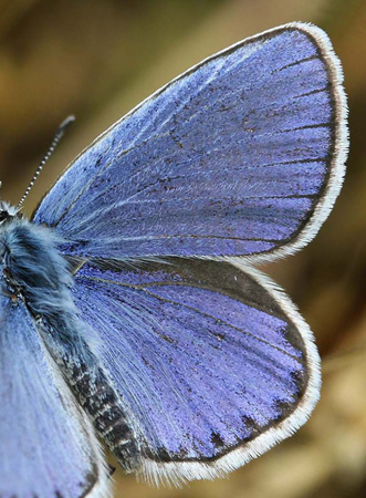 Astragel blåfugl, Plebejus argyrognomon han med smal sømkant og skinnende blå overside. Småland. d. 11 juli 2006. Fotograf: Daniel Dolfe