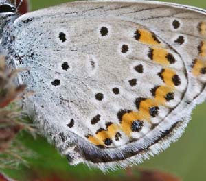 Astragel blåfugl, Plebejus argyrognomon han. Småland. d. 11 juli 2006. Fotograf: Daniel Dolfe