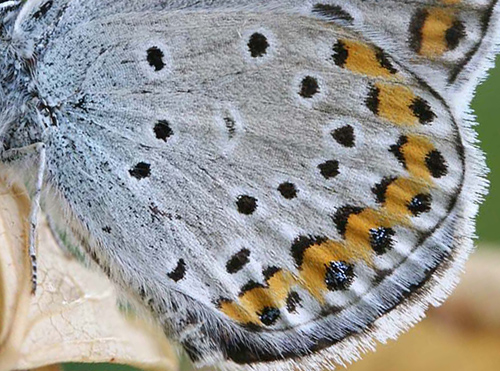 Astragelblåfugl, Plebejus argyrognomon han. Småland. d. 11 juli 2006. Fotograf: Daniel Dolfe