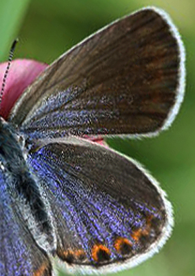 Astragelblfugl, Plebejus argyrognomon hun. Smland. d. 11 juli 2006. Fotograf: Daniel Dolfe