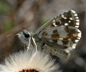 Soljebredpande, Pyrgus alveus. Kapelludden, Gotland, Sverige. d. 8 juli 2004. Fotograf: Daniel Dolfe