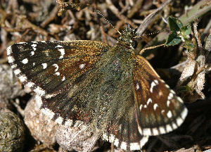 Soløjebredpande, Pyrgus alveus. Kapelludden, Gotland, Sverige. d. 6 juli 2004. Fotograf: Daniel Dolfe