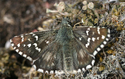 Soløjebredpande, Pyrgus alveus. Kapelludden, Gotland, Sverige. d. 8 juli 2004. Fotograf: Daniel Dolfe