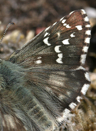 Soljebredpande, Pyrgus alveus. Kapelludden, Gotland, Sverige. d. 8 juli 2004. Fotograf: Daniel Dolfe