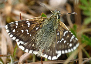 Soljebredpande, Pyrgus alveus. Kapelludden, Gotland, Sverige. d. 6 juli 2004. Fotograf: Daniel Dolfe