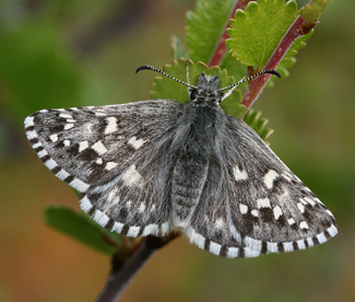 Multebrbredpande, Pyrgus centaureae, Abisko, Torne Lappmark, Sverige. d. 29 juni 2006. Fotograf: Daniel Dolfe