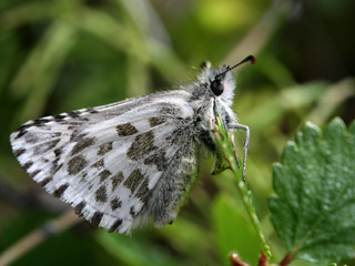 Multebrbredpande, Pyrgus centaureae, Abisko, Torne Lappmark, Sverige. d. 29 juni 2006. Fotograf: Daniel Dolfe