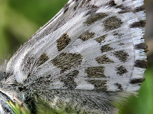 Multebrbredpande, Pyrgus centaureae, Abisko, Torne Lappmark, Sverige. d. 29 juni 2006. Fotograf: Daniel Dolfe