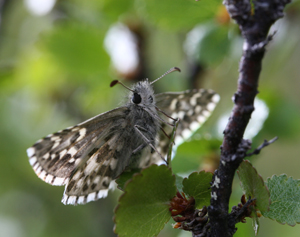 Multebrbredpande, Pyrgus centaureae, Abisko, Torne Lappmark, Sverige. d. 29 juni 2006. Fotograf: Daniel Dolfe