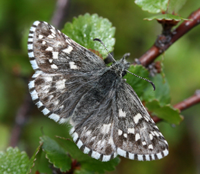 Multebrbredpande, Pyrgus centaureae, Abisko, Torne Lappmark, Sverige. d. 29 juni 2006. Fotograf: Daniel Dolfe