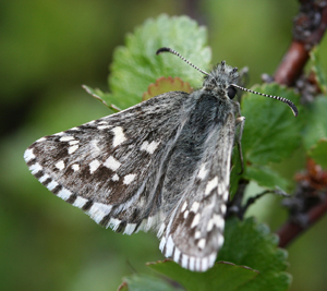 Multebrbredpande, Pyrgus centaureae, Abisko, Torne Lappmark, Sverige. d. 29 juni 2006. Fotograf: Daniel Dolfe