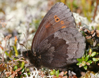 Disas grsfjril, Erebia disa. Rautas, Sverige. d. 19 Juni 2005. Fotograf: Daniel Dolfe