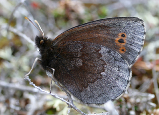 Disas grsfjril, Erebia disa. Rautas, Sverige. d. 19 Juni 2005. Fotograf: Daniel Dolfe