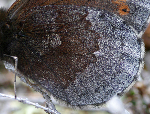 Disas grsfjril, Erebia disa. Rautas, Sverige. d. 19 Juni 2005. Fotograf: Daniel Dolfe