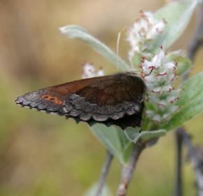 Disas gräsfjäril, Erebia disa. Rautas, Sverige. d. 19 Juni 2005. Fotograf: Daniel Dolfe