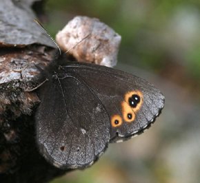 Gulringad gräsfjäril, Erebia embla. Jukkasjärvi, Sverige. d. 23 juni 2005. Fotograf: Daniel Dolfe
