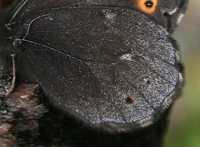 Gulringad grsfjril, Erebia embla. Jukkasjrvi, Sverige. d. 23 juni 2005. Fotograf: Daniel Dolfe