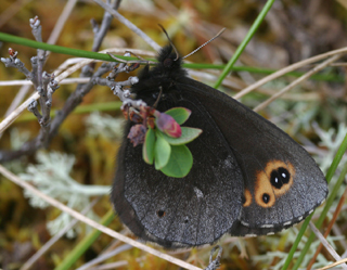 Gulringad grsfjril, Erebia embla. Jukkasjrvi, Sverige. d. 23 juni 2005. Fotograf: Daniel Dolfe