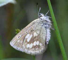Fjällvickerblåvinge, Abulina orbitulus. Bruksvallarna, Sverige. d. 3 juli 2007. Fotograf: Daniel Dolfe