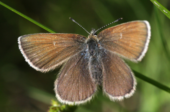 Fjällvickerblåvinge, Abulina orbitulus. Bruksvallarna, Sverige. d. 3 juli 2007. Fotograf: Daniel Dolfe