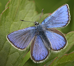 Fjällvickerblåvinge, Abulina orbitulus. Bruksvallarna, Sverige. d. 3 juli 2007. Fotograf: Daniel Dolfe