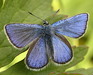 Fjällvickerblåvinge, Abulina orbitulus. Bruksvallarna, Sverige. d. 3 juli 2007. Fotograf: Daniel Dolfe