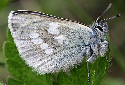 Fjällvickerblåvinge, Abulina orbitulus. Bruksvallarna, Sverige. d. 3 juli 2007. Fotograf: Daniel Dolfe