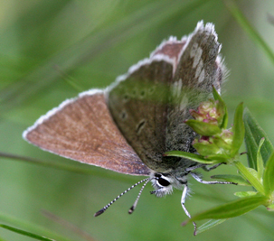 Fjällvickerblåvinge, Abulina orbitulus. Bruksvallarna, Sverige. d. 3 juli 2007. Fotograf: Daniel Dolfe