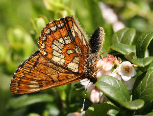 Askepletvinge,Euphydryas maturna. Munkhyttan, Sverige d. 8 juni 2007. Fotograf: Daniel Dolfe