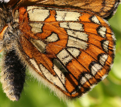 Askepletvinge,Euphydryas maturna. Munkhyttan, Sverige d. 8 juni 2007. Fotograf: Daniel Dolfe