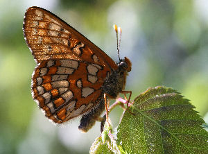 Askepletvinge,Euphydryas maturna. Munkhyttan, Sverige d. 8 juni 2007. Fotograf: Daniel Dolfe