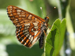 Askepletvinge,Euphydryas maturna. Munkhyttan, Sverige d. 8 juni 2007. Fotograf: Daniel Dolfe