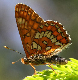 Askepletvinge,Euphydryas maturna. Munkhyttan, Sverige d. 8 juni 2007. Fotograf: Daniel Dolfe