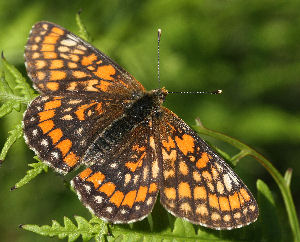 Askepletvinge,Euphydryas maturna. Munkhyttan, Sverige d. 19 juni 2007. Fotograf: Daniel Dolfe