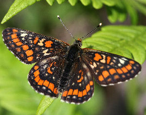 Askepletvinge,Euphydryas maturna. Munkhyttan, Sverige d. 19 juni 2007. Fotograf: Daniel Dolfe