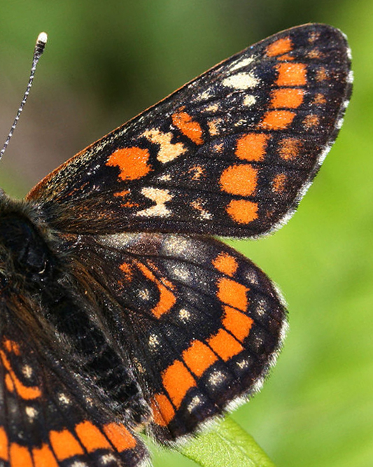 Askepletvinge,Euphydryas maturna. Munkhyttan, Sverige d. 19 juni 2007. Fotograf: Daniel Dolfe