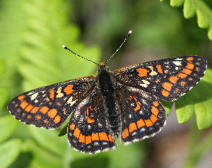 Askepletvinge,Euphydryas maturna. Munkhyttan, Sverige d. 19 juni 2007. Fotograf: Daniel Dolfe