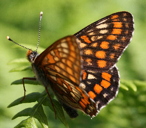 Askepletvinge,Euphydryas maturna. Munkhyttan, Sverige d. 19 juni 2007. Fotograf: Daniel Dolfe