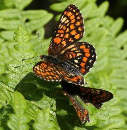 Askepletvinge,Euphydryas maturna. Munkhyttan, Sverige d. 19 juni 2007. Fotograf: Daniel Dolfe