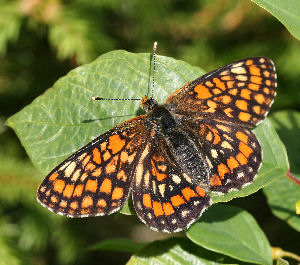 Askepletvinge,Euphydryas maturna. Munkhyttan, Sverige d. 19 juni 2007. Fotograf: Daniel Dolfe