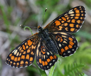 Askepletvinge,Euphydryas maturna. Munkhyttan, Sverige d. 19 juni 2007. Fotograf: Daniel Dolfe