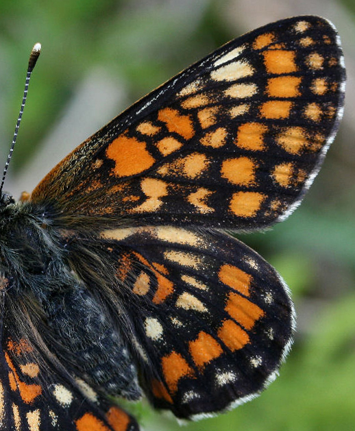 Askepletvinge,Euphydryas maturna. Munkhyttan, Sverige d. 19 juni 2007. Fotograf: Daniel Dolfe