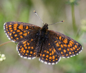 Veronikantfjril, Melitaea britomartis. Fagersta, Vstmanland, Sverige. d. 19 juni 2007. Fotograf: Daniel Dolfe