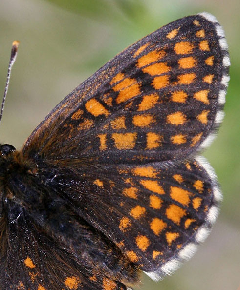 Veronikanätfjäril, Melitaea britomartis. Fagersta, Västmanland, Sverige. d. 19 juni 2007. Fotograf: Daniel Dolfe