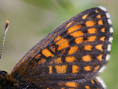 Veronikanätfjäril, Melitaea britomartis. Fagersta, Västmanland, Sverige. d. 19 juni 2007. Fotograf: Daniel Dolfe