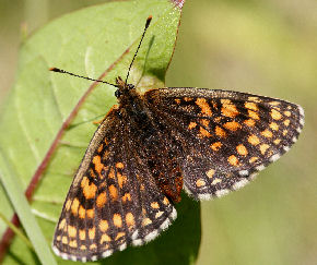 Veronikantfjril, Melitaea britomartis. Fagersta, Vstmanland, Sverige. d. 19 juni 2007. Fotograf: Daniel Dolfe