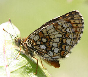 Veronikantfjril, Melitaea britomartis. Fagersta, Vstmanland, Sverige. d. 19 juni 2007. Fotograf: Daniel Dolfe