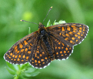 Veronikantfjril, Melitaea britomartis. Fagersta, Vstmanland, Sverige. d. 19 juni 2007. Fotograf: Daniel Dolfe